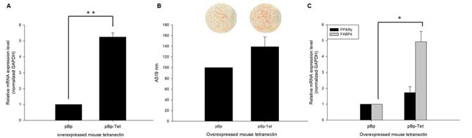 Tetranectin 유전자 과발현에 의한 지방세포분화 향상. (A), tetranectin 유전자 transfection을 통하여 과발현 유도 후 RT-PCR을 통해 과발현 확인, (B) 과발현 세포의 지방세포분화 후 Oil-red O 염색으로 지방축적 측정, (C), RT-PCR을 통해 지방세포 마커유전자의 mRNA 발현 확인