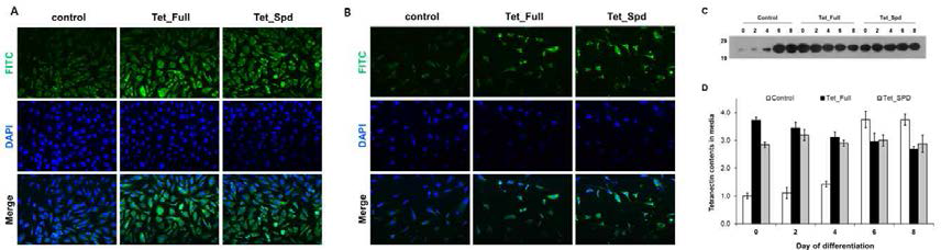 3T3-L1 세포의 지방세포분화 과정에 tetranectin 단백질의 세포외 배출. (A) immunohistochemistry를 통한 유전자 과발현 세포에서 tetranectin 단백질 검출, (B) 세포 washing 단계 추가에 tetranectin 단백질검출양감소, (C) western blotting을 통한 지방세포분화 배지에 과발현 세포로부터 분비된 tetranectin 단백질 검출