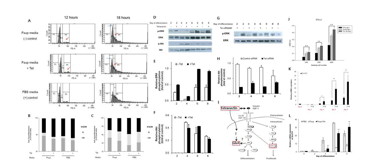 지방세포분화 초기 단계에 tetranectin의 mitotic clonal expansion 조절. (A-C) 3T3-L1 세포의 분화 유도에 따른 세포 주기 분석 (FACS analysis), (D-F) FBSsup 배지에 지방세포분화 유도와 tetranectin 첨가 배양에 따른 ERK1/2,와 AKT 발현과 phosphorylation 변화 분석 (western blotting), (I) insulin의 지방세포분화에 세포내 신호전달 경호 (AKT, ERK1/2 pathway)와 tetranectin에 의한 지방세포분화 조절의 신호전달경로, (G-H) tetranectin kock-down (siRNA)에 ERK1/2 발현과 phosphorylation 변화 분석 (western blotting), (J-E) 지방세포분화에 tetranection의 Glut4 발현 분석 (RT-PCR)