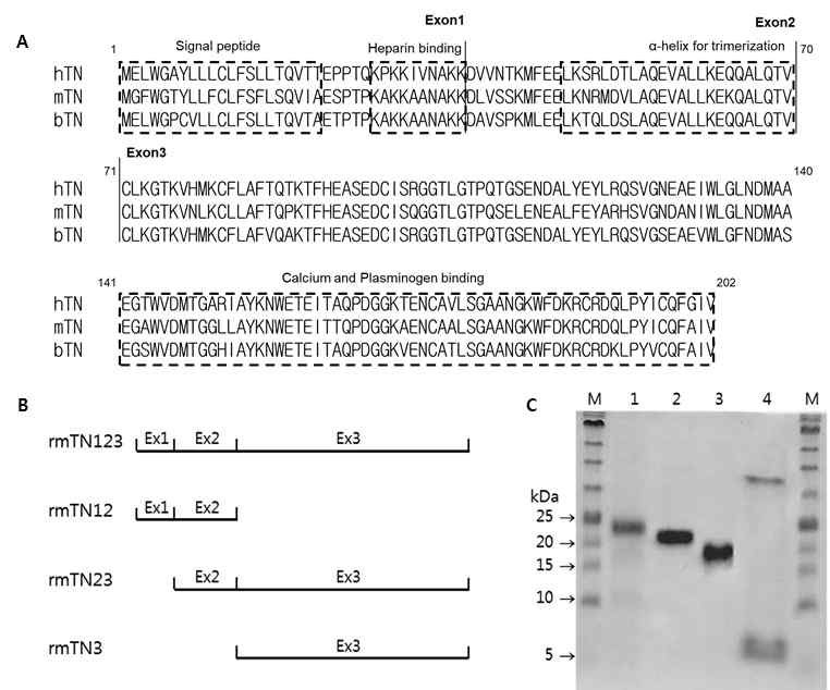 Tetranectin 단백질 확보 및 생화학적 특성 분석. (A) 아미노산 서열 homology 분석, (B) Tetranectin domain truncated protein, (C) 재조합 단백질 합성. (1:mTN123, 2:mTN23, 3:mTN3, :mTN12)