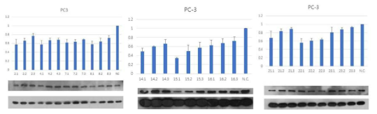 : 전립선 암세포 PC-3 에 대한 효능 phytochemical의 NF-κB 억제 활성 평가