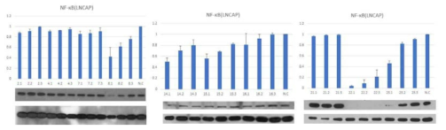 전립선 암세포 LNCaP 에 대한 효능 phytochemical의 NF-κB 억제 활성 평가