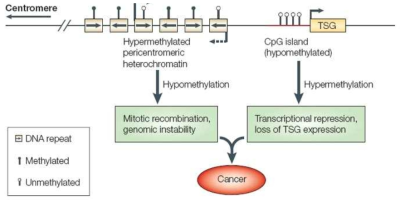 DNA 메틸화 및 발암 기전