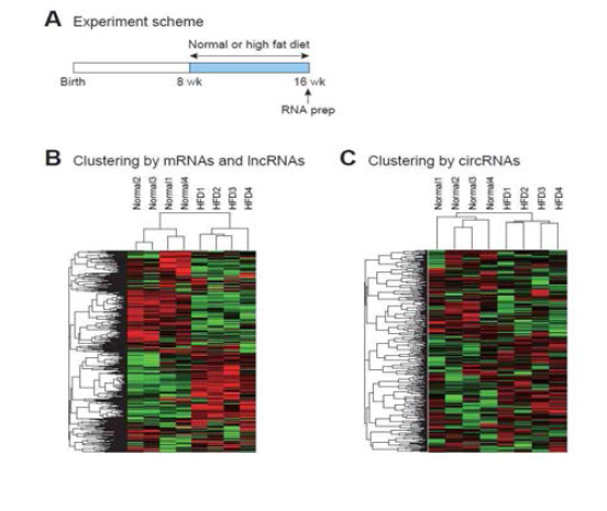 Transcriptomic analysis of the cortex of mouse fed with high fat diet