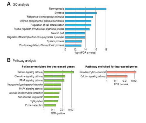 Analysis of protein coding mRNAs in the brain cortex of mouse fed with high fat diet