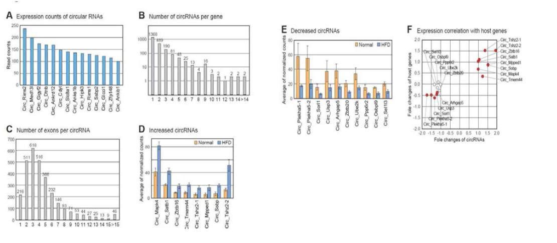 Analysis of circRNAs in the brain cortex of mouse fed with high fat diet