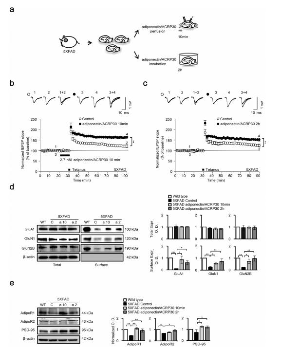 치매 뇌조직 해마부분에서 전기생리학적 실험을 통해 장기기억 (LTP) 측정 Electrophysiological recordings in the CA1 hippocampal region, and ionotropic glutamate receptor, AdipoR1, AdipoR2 and PSD-95 protein expression afer adiponectin/ACRP30 treatment. (a) Schematic diagrams of the experimental procedure and feld recordings in hippocampal slices. (b,c) High-frequency stimulation (HFS; two trains of 100Hz, 100 pulses) failed to induce LTP in 5XFAD mice (n=4). However, HFS induced robust LTP in slices following adiponectin/ACRP30 perfusion (10min) and incubation (2h) (closed circles). (d) In vitro surface expression of GluA1, GluN1 and GluN2B decreased in the 5XFAD mouse hippocampus compared with that in wild-type mice; however, these decreases were reversed by adiponectin/ACRP30 treatment under both conditions (n=3). No change in GluA1 (AMPA receptor subunit), GluN1 (NMDA receptor subunit) or GluN2B (NMDA receptor subunit) expression was observed (n=3). (e) AdipoR1, AdipoR2 and PSD-95 protein levels were decreased in 5XFAD mouse hippocampus compared with those in wild-type mice; however, adiponectin/ACRP30 signifcantly increased protein levels under both treatment conditions. Data are expressed as means±SEMs. *p<0.05, **p<0.001, ***p<0.0001; adiponectin/ACRP30 perfusion, 2.7nM adiponectin/ACRP30 perfusion for 10min; adiponectin/ACRP30 incubation, 2.7nM adiponectin/ACRP30 incubation for 2h; a.10, adiponectin/ACRP30 treatment for 10min; a.2, adiponectin/ACRP30 treatment for 2h