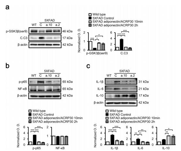 아디포넥틴은 치매마우스 5XFAD hippocampus 뇌 조직에서 비정상적인 GSK3beta 시그널링과 NF-kB시그널링을 향상시킴.Adiponectin/ACRP30 alleviates aberrant GSK3β and NF-κB signalling in the 5XFAD mouse hippocampus. (a) GSK3β activation and cleaved caspase 3 protein levels were increased in 5XFAD mouse hippocampus compared with those in wild-type mice; these were alleviated by adiponectin/ACRP30 treatment for 10min and 2h. (b) Phosphorylated p65 (p-p65) protein levels were signifcantly increased in 5XFAD mouse hippocampus compared with those in the control; this increase was suppressed by adiponectin/ ACRP30 treatment for 10min and 2h. (c) Analysis of IL-1β, IL-6 and IL-10 expression by Western blotting (n=4 in each group). Data are expressed as means±SEMs. *p<0.05, **p<0.001, ***p<0.0001; a.10 and a.2 indicate 2.7nM adiponectin/ACRP30 treatment for 10min and 2h, respectively; C, 5XFAD control mouse hippocampus