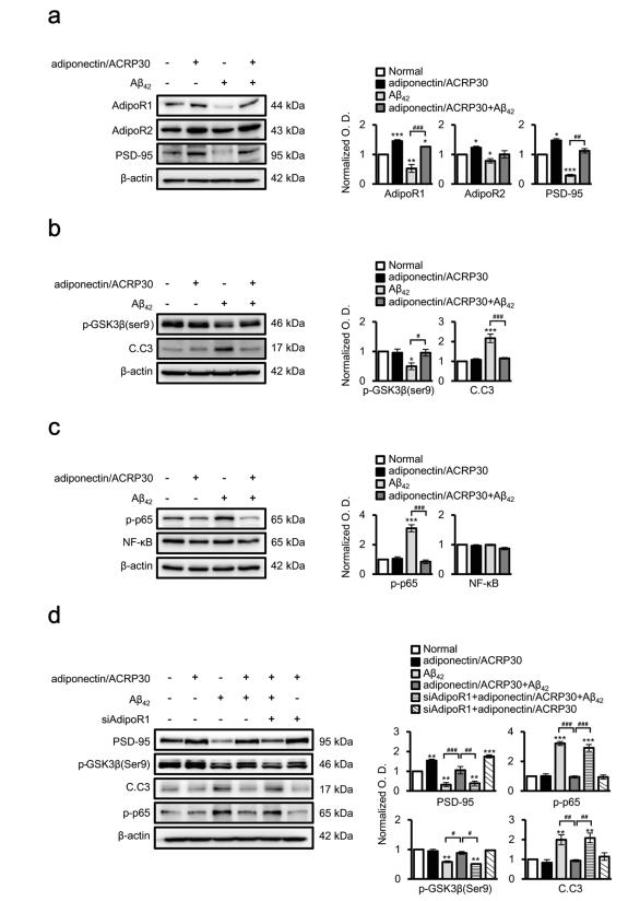 아밀로이드 베타 독성환경에서 아디포넥틴은 신경세포의 NF-kB와 GSK3beta 시그널링을 변화시킴. Altered activation of NF-κB and GSK3β signalling in neuronal SH-SY5Y cells under Aβ toxicity by adiponectin/ACRP30 treatment. Western blot analysis of protein expression levels in neuronal SH-SY5Y cells under Aβ42 toxicity (a–c) and following the transfection with AdipoR1-specifc siRNAs (d). (a) AdipoR1, AdipoR2 and PSD-95 protein levels decreased afer Aβ 42 treatment compared with those in the control. However, except for AdipoR2, these decreases were rescued by adiponectin/ACRP30 treatment. (b) GSK3β activation and cleaved caspase 3 protein levels increased afer Aβ42 treatment compared with those in the control but were reversed by adiponectin/ACRP30 treatment. (c) p-p65 levels were signifcantly increased afer Aβ 42 treatment compared with those in the control and were suppressed by adiponectin/ACRP30 treatment. (d) Adiponectin treatment prevented the efect of Aβ42 toxicity on PSD-95, p-GSK3β (ser9), p-p65 and cleaved caspase 3 protein levels. However, AdipoR1 siRNAs fully reversed these efects. Data are expressed as means±SEMs. *p<0.05 compare with control **p<0.001 compare with control, ***p<0.0001 compare with control; # p<0.05, ##p<0.001, ###p<0.0001; adiponectin/ACRP30, 20nM treatment for 12h; Aβ42, treatment with 10 μM Aβ42 peptide for 24h in neuronal SH-SY5Y cells; adiponectin/ACRP30+Aβ42, SH-SY5Y cells were treated with adiponectin/ACRP30 (20nM) for 12h and then incubated with Aβ42 peptide (10 μM) for 24h; siAdipoR1+adiponectin/ACRP30+Aβ42, SHSY5Y cells were transfected with siAdipoR1 (5 μM) for 48h and then treated with Aβ42 and adiponectin/ACRP30;siAdipoR1+adiponectin/ACRP30, SH-SY5Y cells were transfected with siAdipoR1 (5 μM) for 48h and then treated with adiponectin/ACRP30; C.C3, cleaved caspase 3