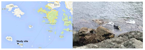 Map of the study site in Nodaedo island, Tongyeong, Korea