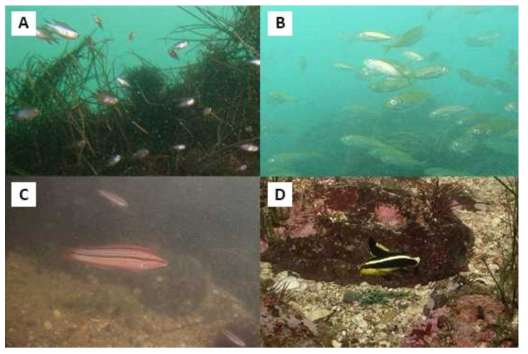 Various photographs of fishes by underwater visual census at the coastal area of Tongyeong, Korea. (A: Chromis notatus, B: Trachurus japonicus, C: Halichoeres poecilopterus, D: Diagramma pictum)