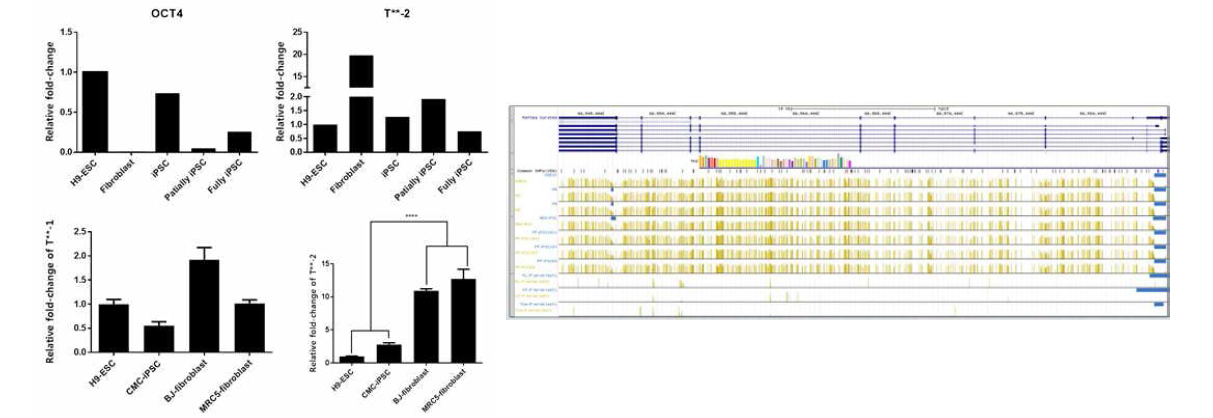 후보 유전자 T**2 및 OCT4에 대한 mRNA 발현과 T**2에 대한 Methylation site 확인