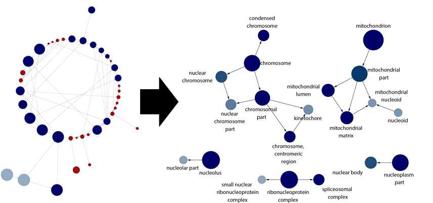 역분화 과정에서 특이적으로 변화되는 cluster 5에 대해서 gene ontology 분석을 진행함