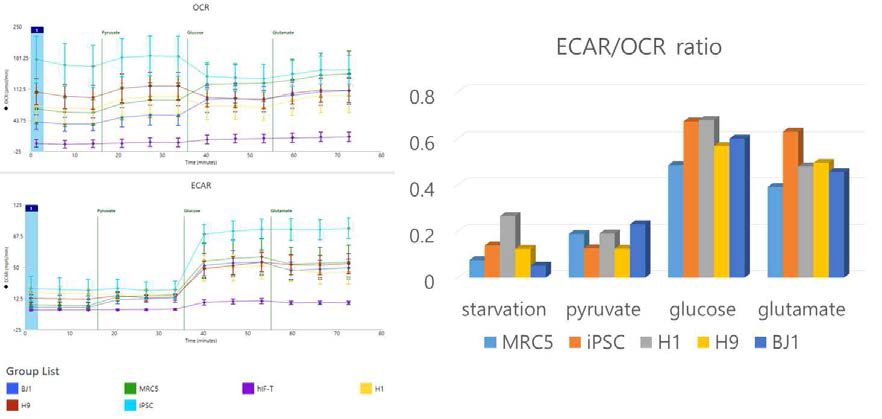 각 세포에 대하여 serum starvation을 먼저 진행 후 ECAR/OCR level을 측정함