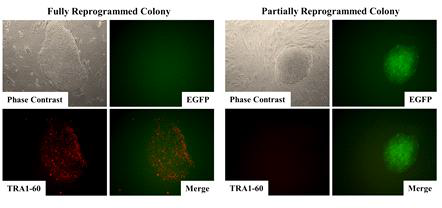 fully reprogrammed colony : GFP- and TRA1-60 +, - partially reprogrammed colony : GFP+ and TRA1-60-