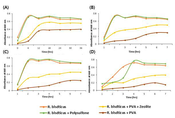 Growth of Rodobacter blasticus by phosphorous concentration; (A) control, (B) 200 mg/L, (C) 500 mg/L and (D) 1000 mg/L