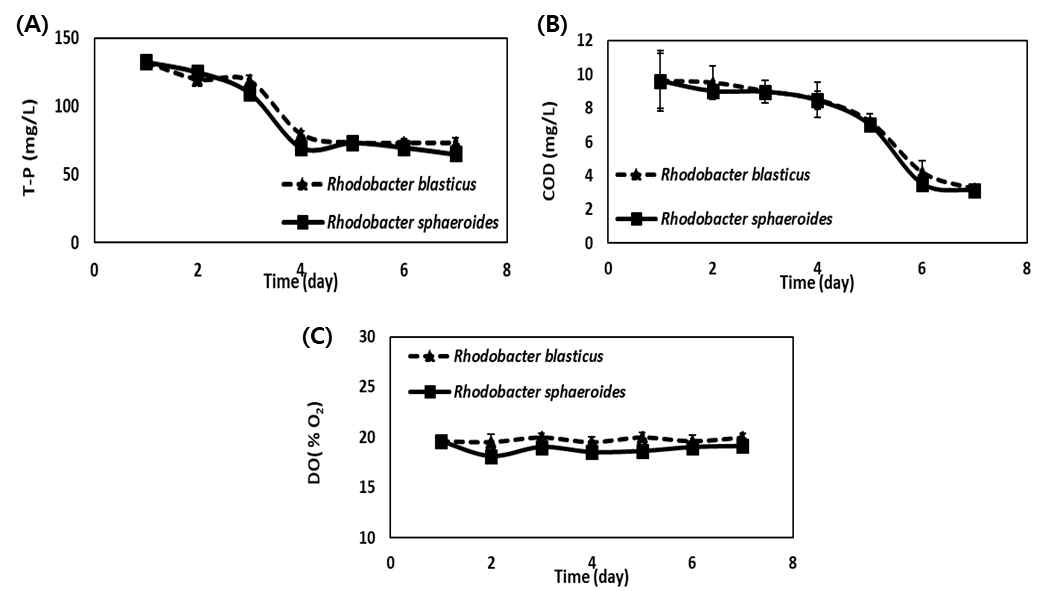 Changes of (A) total phosphorous (T-P), (B) chemical oxygen demand (COD) and (C) DO during swine wastewater treatment by Rhodobacter blasticus and Rhodobacter sphaeroides in swine effluent