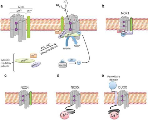 NADPH oxidases