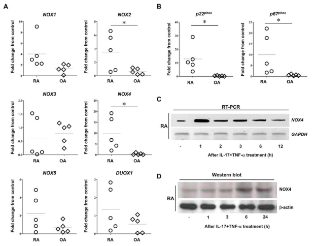 NOX isoform의 발현 변화