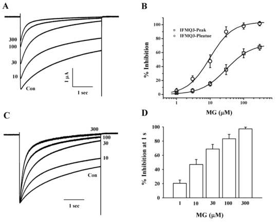 후보 물질 메타고린의 IFMQ3 돌연변이체 채널 억제 효과