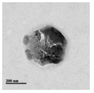 TEM micrograph of grapefruit seed extract (GSE) and cinnamon oil-loaded NPs