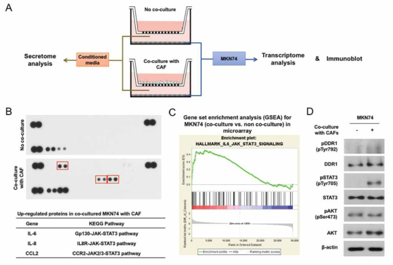 (A) 분석 모식도 (B) 위암 세포주 단독배지와 CAF 공동배양 배지에서 분비체 분석과 (C) 위암 세포주에 대한 전사체 분석, 그리고 (D) Western blot을 이용하여 STAT3의 인산화 증가를 확인함