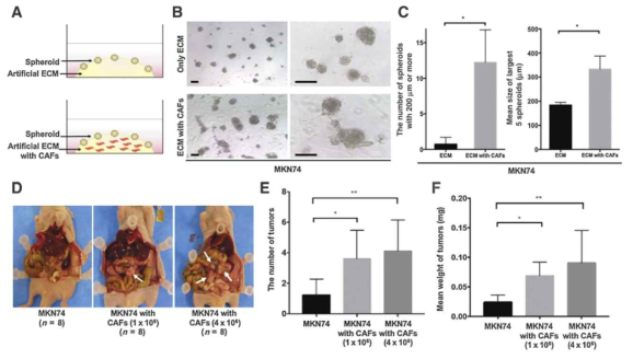 (A-C) 섬유모세포(CAF)가 포함된 3차원 배양조건에서 위암세포주의 종양형성 능력이 증가함을 확인하였으며, (D-F) 복강이종이식마우스모델에서도 CAF에 의해서 종양형성 능력이 증가함을 확인함