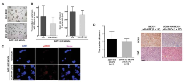 (A)(B) 3차원 배양 환경에서 DDR1 유전자 발현이 억제된 위암 세포주는 CAF의 자극에도 불구하고 종양형성 능력이 증가되지 않는 것을 확인함 (C) 3차원 배양 환경에서 DDR1의 발현이 억제되어 있음을 세포면역화학염색으로 확인함 (D) DDR1 유전자 발현이 억제된 세포주에서 CAF에 의한 종양형성 능력이 증가하지 않는 것을 이종이식 마우스 모델로 확인함