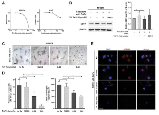(A) 7rh에 의한 위암 세포주와 CAF의 생존변화 (B) CAF에 의해 증가된 DDR1의 발현이 7rh에 의해서 감소함 (C-E) 7rh에 의한 종양 형성능력과 DDR1 인산화 감소를 확인함