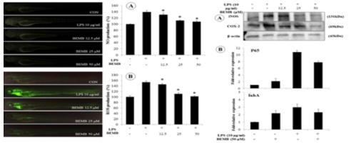 LPS유도에 따른 제브라피쉬의 염증유발 있어 BEB의 억제효과 및 작용기전