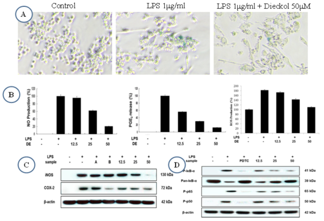 LPS유도에 따른 RAW264.7 세포의 염증유발 및 노화유도에 있어 DE의 억제효과 및 작용기전