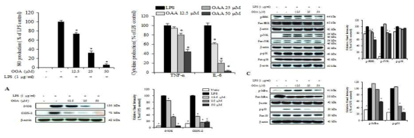 LPS유도에 따른 RAW264.7 세포의 염증유발에 있어 OOA의 억제효과 및 작용기전