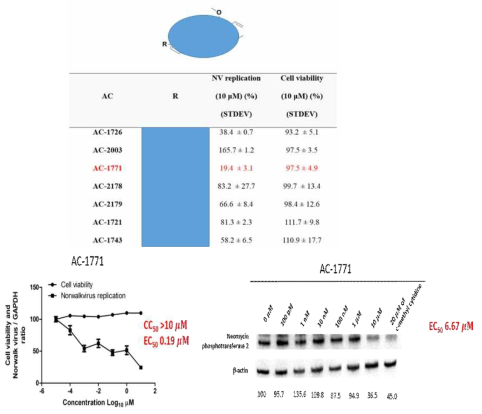 AC-1737의 유도체 7종의 항바이러스 활성 및 세포 독성 데이터 및 AC-1771의 농도 증가에 따른 항바이러스 활성 및 세포 독성 및 바이러스 단백질 발현 양상