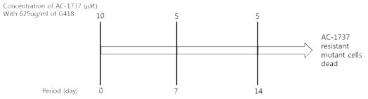 AC-1737에 저항성을 나타내는 돌연변이 HNV를 생성하기 위해 진행한 실험 방법. HG23 세포주에 일주일 동안 10 μM 농도로 AC-1737을 G418과 함께 투약한 후 5 μM 농도로 AC-1737을 G418과 함께 투약해서 다시 일주일 동안 더 진행함