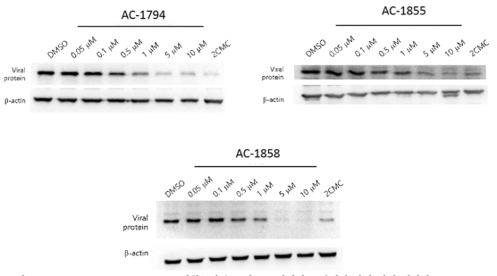 AC-1794, 1855, AC-1858 화합물의 농도별 노로바이러스 단백질 발현 저해 데이터