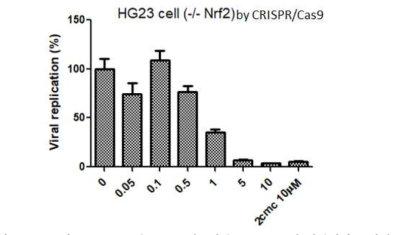 Nrf2가 knock-out된 HG23 세포에서 AC-1858의 항바이러스 활성