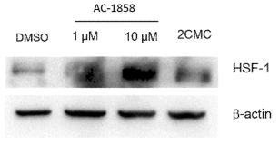 AC-1858 화합물에 의한 HSF-1의 유도