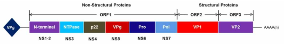 NV의 유전자 지도(genetic map). NV가 발현하는 3가지 ORF과 이 ORF에서 발현되는 6가지 비구조 단백질(nonstructural protein, NS1-2, NS3, NS4, NS5, NS6)과 2가지 구조 단백질(structural protein VP1, VP2)의 위치 및 기능