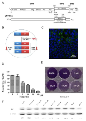 (A) HG23 HNV 레플리콘(replicon) 세포주를 제작하기 위해 사용한 pNV-Neo 플라스미드의 구조. NP가 VP1 위치에 삽입됨. (B) HG23 세포주 내에서 HNV의 게놈복제에 의해 NP의 발현이 증가하고 그에 따라 G418 항생제에 대한 저항성이 증가함. 한편, HNV의 게놈 복제 저해제에 의해서는 HNV의 게놈 복제가 감소하고 이와 더불어 G418 항생제에 대한 저항성이 감소함. (C) HNV의 이중가닥 RNA에 특이적으로 결합하는 J2 항체를 사용해 HNV의 RNA 게놈복제 복합체의 세포내 위치를 녹색 면역형광으로 표시한 그림. (D, E, F) HNV의 게놈 복제 저해제인 리바비린을 HG23 세포에 처리 시 (D) 농도 의존적으로 HNV의 RNA양이 감소하고(qRT-PCR) (E) G418 항생제에 대한 저항성도 감소하며(colony formation assay) (F) NP 단백질의 발현양도 감소함을 확인함(western blot)