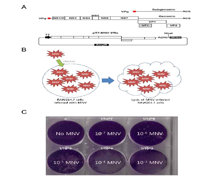 (A) MNV infectious clone 플라스미드 pT7: MNV 3′Rz의 구조 (B) MNV가 RAW264.7을 감염시키고 증식한 후 RAW264.7 세포를 용해(lysis) 시키는 사실을 설명한 모식도. (C) MNV의 농도(titer)를 증가시켜가면서(10-X는 희석지수) RAW264.7에 감염시켰을 때 나타나는 세포병변(cytopathic effect)에 의해 세포가 용해된 후 생성되는 플라크(plaque)를 크리스털 바이올렛으로 염색한 사진