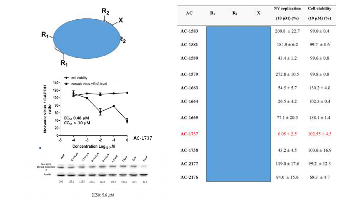 HG23 세포주를 사용해 새롭게 합성된 11종의 스틸베노이드 화합물들의 HNV 게놈복제 및 세포생존 능력에 미치는 영향을 10 μM 농도에서 조사한 결과. AC-1737이 가장 강력한 HNV 게놈 복제 저해능력을 나타내는 것을 조사됨. (D) AC-1737 화합물의 농도 반응 곡선(dose response curve). HNV 게놈복제 및 세포생존능력은 qRT-PCR과 MTT assay를 사용해서 각각 측정됨