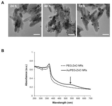 (A) HAuCl4 환원 반응 시간에 따른 Au/PEG-ZnO NRs의 형태 변화. 반응 시간이 길수록 생성되는 AuNPs의 양은 증가함. (B) Au/PEG-ZnO NRs의 UV-vis absorbance spectra. 화살표로 표시된 550 nm의 피크는 gold nanoparticle의 존재를 증명함