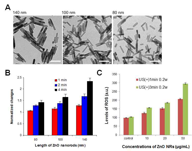 (A) 다양한 크기의 ZnO nanorods의 TEM (scale bar = 100 nm). (B) ZnO NRs 길이에 따른 초음파 매개형 ROS 발생량 비교. (C) ZnO NRs 농도에 따른 초음파 매개형 ROS 발생량 비교