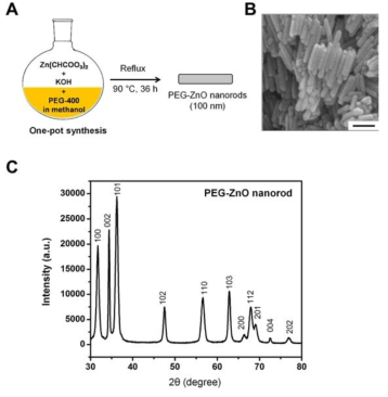 (A) PEG-ZnO NRs의 합성법. (B) PEG-ZnO NRs의 SEM image (scale bar = 100 nm). (C) PEG-ZnO NRs의 XRD pattern