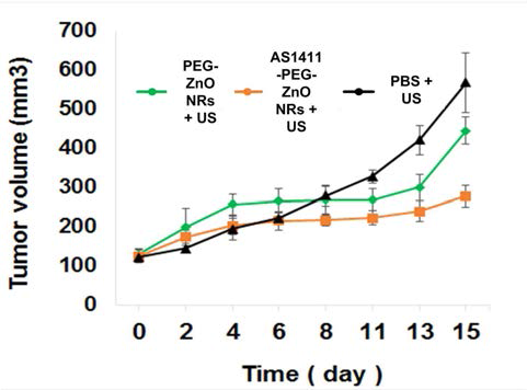 유방암 쥐모델에 PEG-ZnO NRs와 AS1411-PEG-ZnO NRs를 투여한 후 초음파역학 치료 효능 평가 (암조직 크기 변화). 유방암 표적형 aptamer가 결합된 AS1411-PEG-ZnO NRs에서 높은 효율의 초음파역학 치료 효과가 나타남