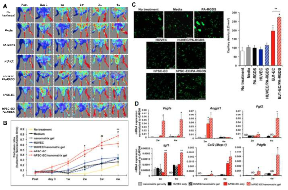 생쥐 하지허혈질환 모델에서 유도만능줄기세포 유래 혈관내피세포의 치료효과 검사. (A) 하지허혈질환 모델 유도 후 Media, PA-RGDS, HUVEC, HUVEC/PA-RGDS, hiPSC-EC, hiPSC-EC/PA-RGDS를 주입한 뒤 4주까지 LDPI를 이용하여 혈류 측정. (B) 측정한 혈류의 정량 그래프. (C) 하지허혈질환 모델의 조직에서 혈관밀도 측정. (D) 하지허혈질환 생쥐의 하지 조직에서 혈관생성인자의 유전자 발현 측정