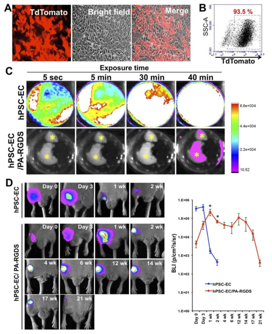 Bioluminescence imaging system을 이용한 hiPSC-EC의 생체내 생존 및 생착율 추적 분석