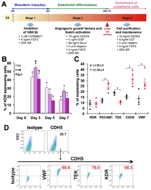 인간 만능줄기세포의 혈관내피세포로의 분화. (A) 임상적용가능 혈관내피세포 분화 프로토콜. (B) 유세포분석을 통한 KDR 양성 세포 측정. (C) 혈관내피세포 특이 마 커 양성 세포 확인. (D) CDH5 양성세포의 혈관내피세포특이마커 발현 확인