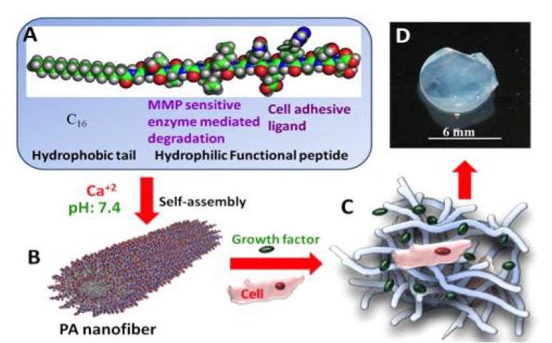 Nanomatrix gel를 이용한 세포의 캡슐화 방법 개요 (A) Nanomatrix gel 의 구조. (B) Nanomatrix gel 입자의 자가 조립을 통한 나노섬유화. (C) 치료인자의 캡슐화. (D) Nanomatrix gel에의해 캡슐화된 결과물 이미지