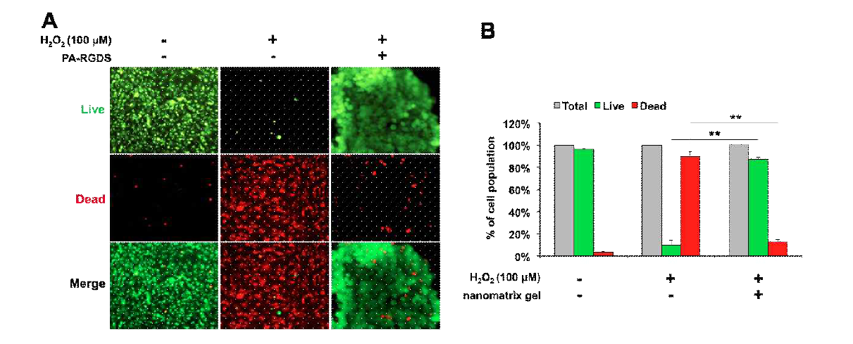 nanomatrix gel의 시험관내 세포보호기능 검사. hPSC-EC를 순수분리한뒤 nanomatrix gel내에 캡슐화하여 고농도의 H2O2에 노출시킨뒤 2시간후 Live/Dead assay를 수행함